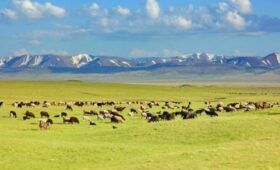 В селе Орто-Кайынды на пастбищных угодьях строился дом