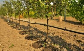 Фермеры Таласской области активно переходят на систему капельного орошения