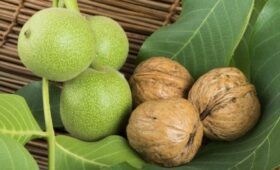 В КР стартовал проект по продвижению бренда грецкого ореха «Кыргыз Жангак»