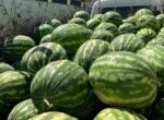 Медики рассказали, как защититься от отравления арбузами