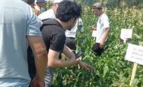 В селе Курама Ноокенского района провели день поля