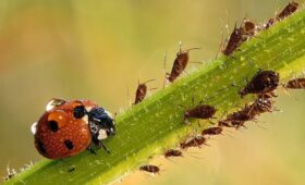 Минсельхоз КР призывает переходить на органическое производство продукции