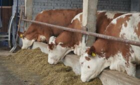 Депутат предлагает запретить использование дешевых лекарств для лечения скота