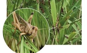 В Чуйской области прошли национальные испытания биопестицидов