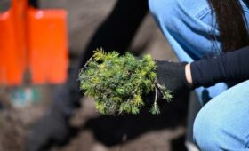 Кыргызстан медленно, но верно превращается в страну зеленых горизонтов