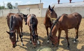 «В КР коневодство в среднем дает в год 30 тысяч тонн мяса в живом весе»
