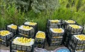 В селе Самаркандек откроется цех по переработке сушеных фруктов