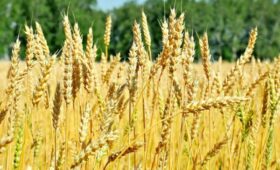 В селе Отуз-Адыр приступили к уборке нового сорта пшеницы  «Баграт»