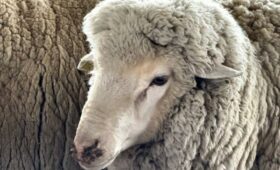 На овцеводческую ферму в Таласе завезут 100 баранов породы «Меринос»