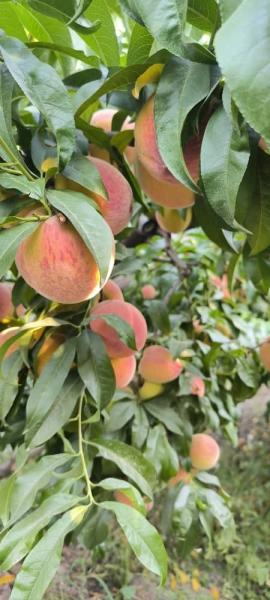 Проводится видеоинспекция садов абрикоса и персика для экспорта в Китай