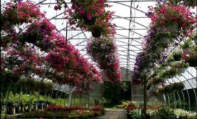 Минсельхоз КР принимает меры для улучшения работы теплиц для цветов