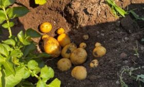 В Чон-Алае изучили выращивание картофеля новых сортов