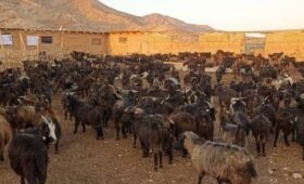 Пуховые козы кыргызской породы адаптировались в Джеты-Огузском районе