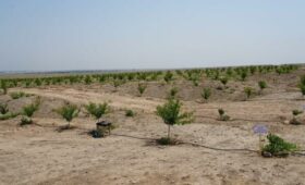 Как превратить малопродуктивные земли в источник дохода