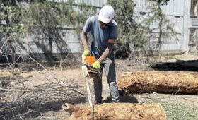 В Бишкеке проводят работу по удалению аварийных деревьев