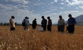 Специалисты Минсельхоза в Иссык-Кульской области проводят апробацию посевов