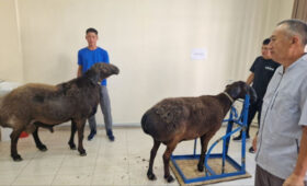 В племенном хозяйстве «Буркут»  получили 102 ягненка овец породы «Ала-тоо»