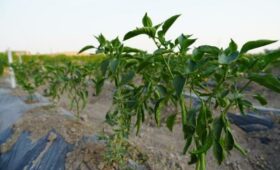 Кыргызстан намерен самостоятельно выращивать семенной материал для  овощей