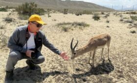 Давлетбаков рассказал, как почти 30 лет шел к возвращению джейранов в КР