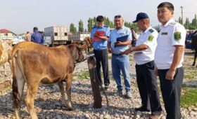 В КР завершились мероприятия  «Кража скота – Ветконтроль»