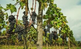 Урожай винограда 2025 года в Кыргызстане уже превысил прошлогодний