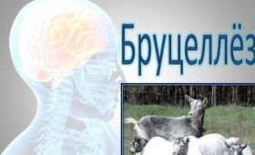 В Бишкеке за 6 месяцев зарегистрировано 12 случаев бруцеллеза