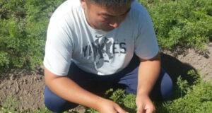 Второй урожай моркови поможет обеспечить внутренний рынок  Кыргызстана