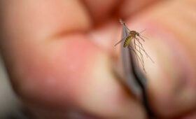 Минздрав КР призывает к профилактике трансмиссивных заболеваний: повышается риск заражения через укусы комаров