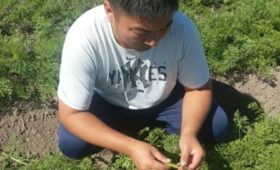 Второй урожай моркови поможет обеспечить внутренний рынок  Кыргызстана