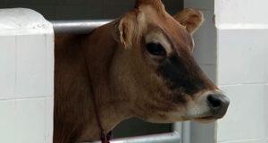 Минсельхоз просит фермеров заранее заготавливать корма для животноводства