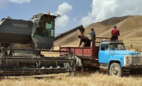 По Кыргызстану идет уборка зерновых культур