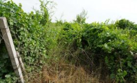 Минсельхоз собирается возродить виноградарство в Кыргызстане