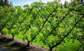 Ежегодно Кыргызстану необходимо 23 млн саженцев плодовых деревьев