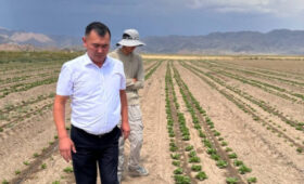 В Кочкоре выращивают высокодоходный айсберг-салат сорта «Робинзон»