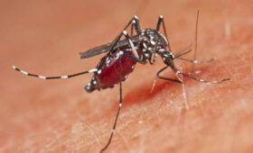 Вирус Западного Нила и чикунгунья распространяются по Европе, — ECDC