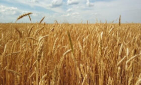 Минсельхоз назвал высокоурожайные сорта, рекомендуемые для высадки в КР