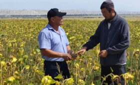 Привезенный с Алтая подсолнечник хорошо прижился в Ак-Тале