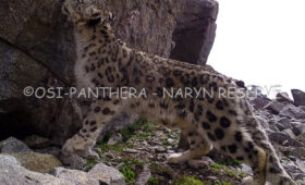 Экспедиция в Нарынском заповеднике выявила редких животных