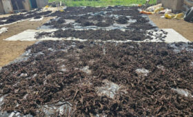 В Жумгальском районе задержали мужчину с 374 кг корней макратомии