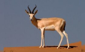 На Иссык-Куле 30 джейранов выпустили на волю