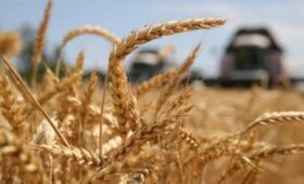 Минсельхоз призывает фермеров Кыргызстана сеять озимую пшеницу