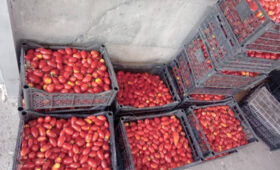 В Ноокенском районе собрано 30 200 кг ранних томатов «Брисколино»