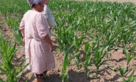 Фермер Арзыкан Зайниева борется с вредителями кукурузы  габробраконом