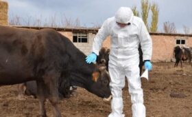 Служба ветеринарии перевела на спецсчет от оказания госуслуг 120 млн сомов