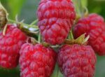 В Таласе фермер вырастил новые сорта малины и начал экспортировать урожай