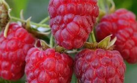 В Таласе фермер вырастил новые сорта малины и начал экспортировать урожай