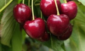 В Кыргызстане проходит  стабильный и активный сбор плодово-ягодных культур