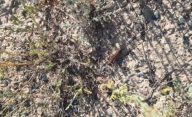 Вблизи села Орто-Саз продолжается химическая обработка против саранчи