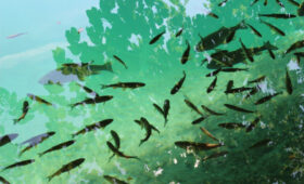 В Ысык-Атинском районе расследуют причины гибели рыбы в селе Киров