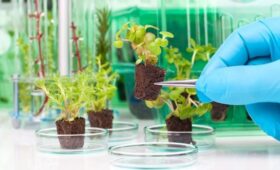 В лаборатории карантина растений Минсельхоза проведено 30348 экспертиз